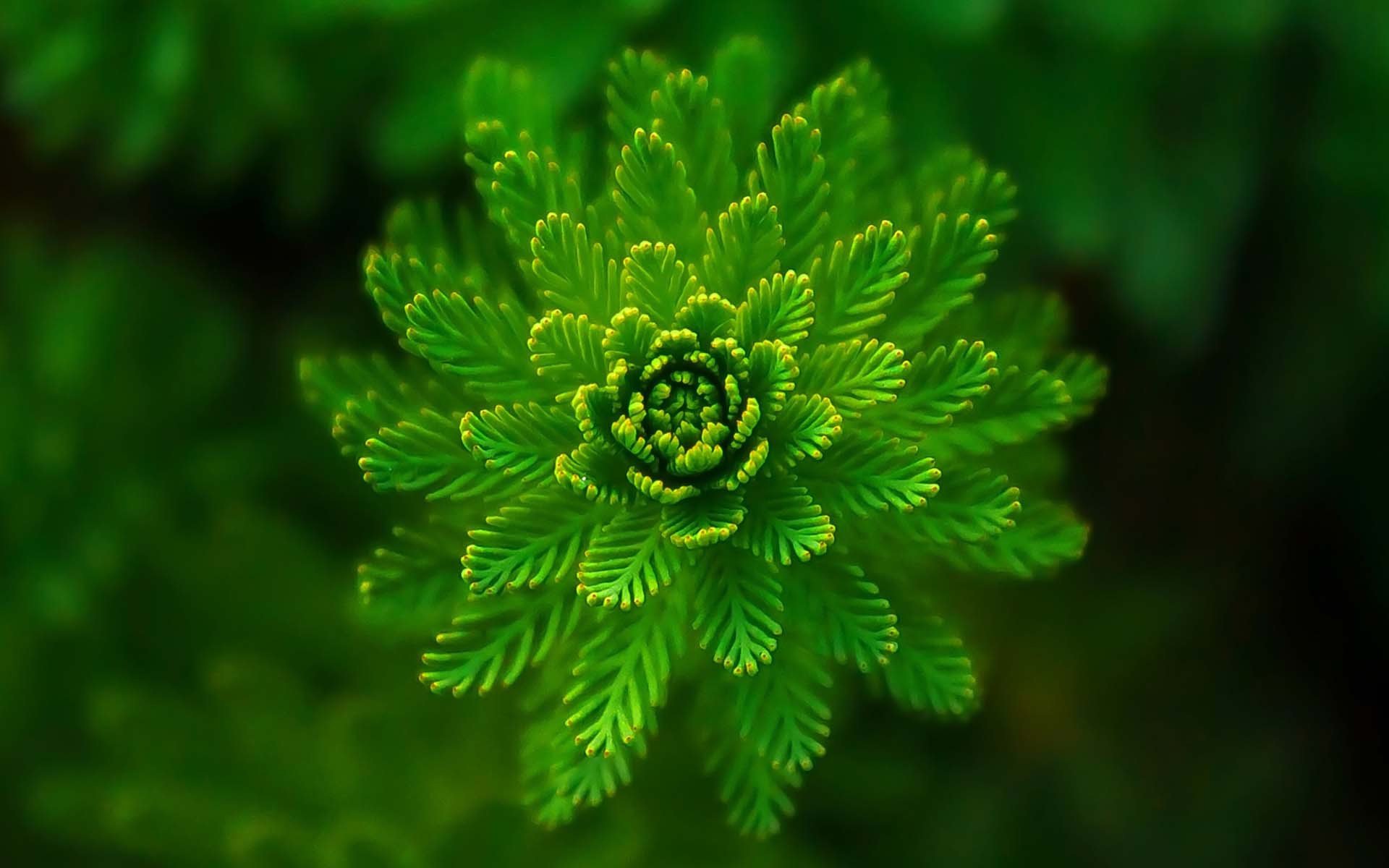 center_image