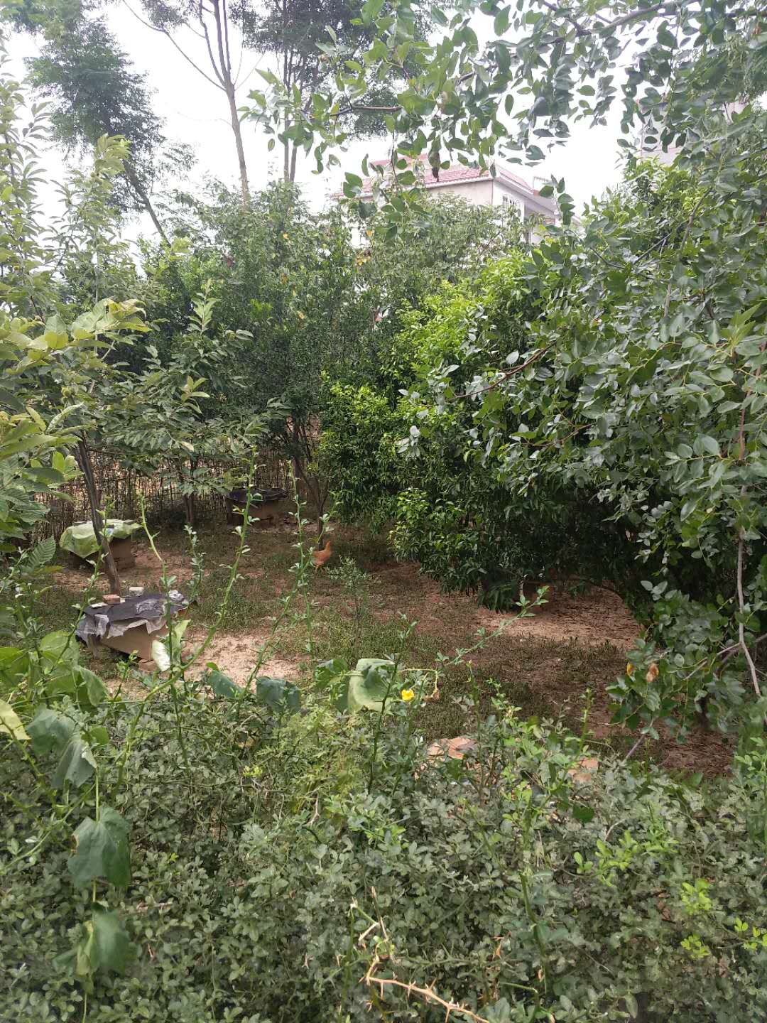 center_image